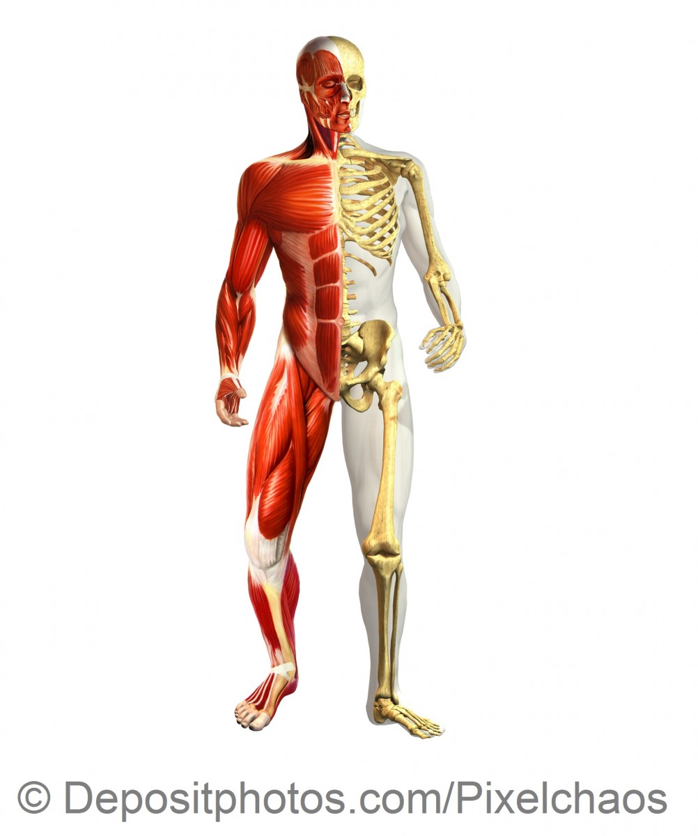 Anatomy illustration of man with half skeleton and half muscular — Zdjęcie stockowe