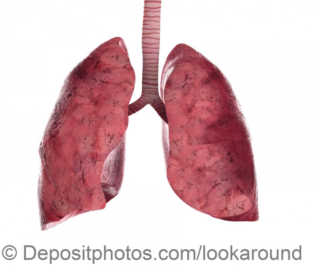 Human lungs and trachea — Zdjęcie stockowe