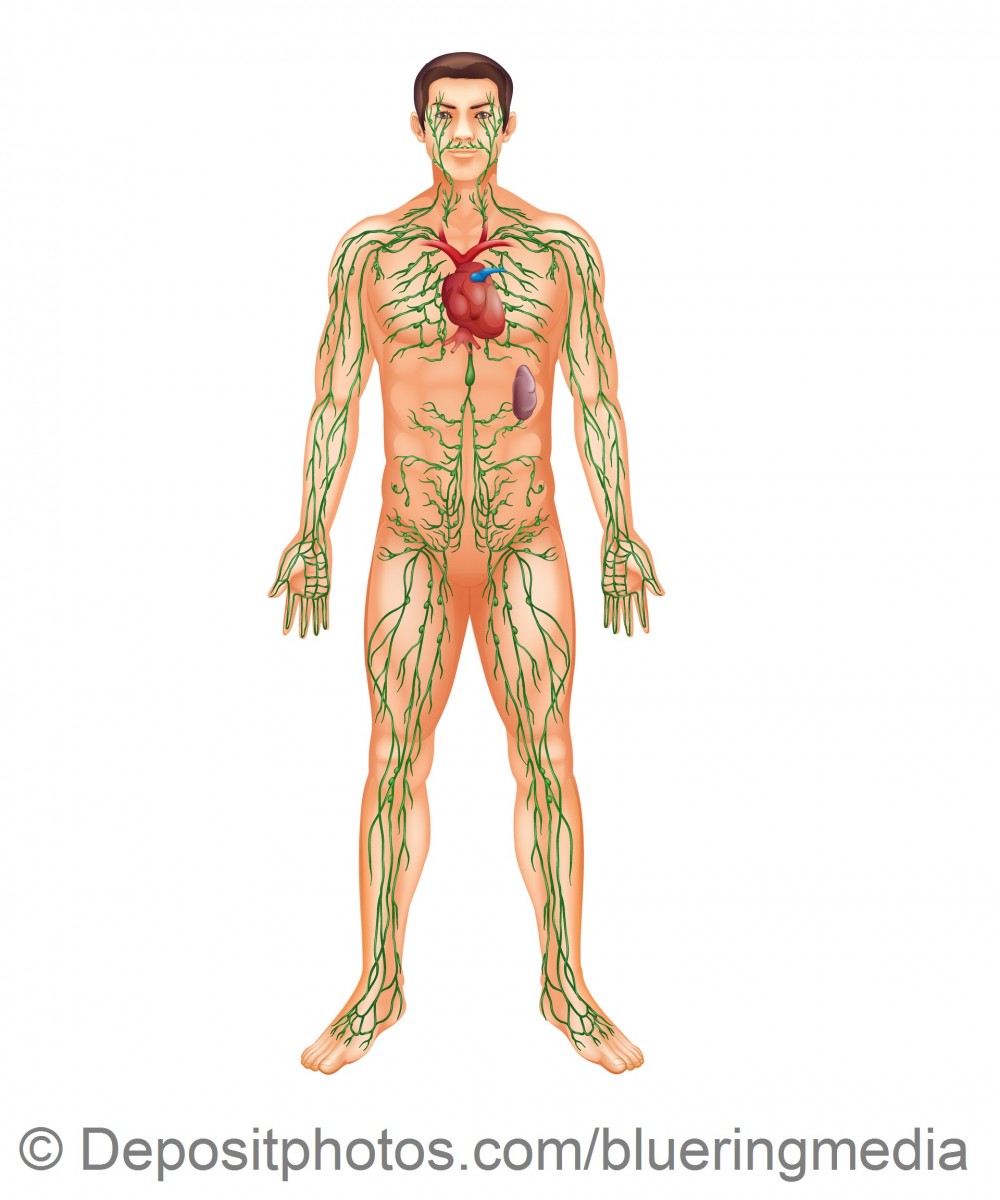 Lymphatic System — Grafika wektorowa